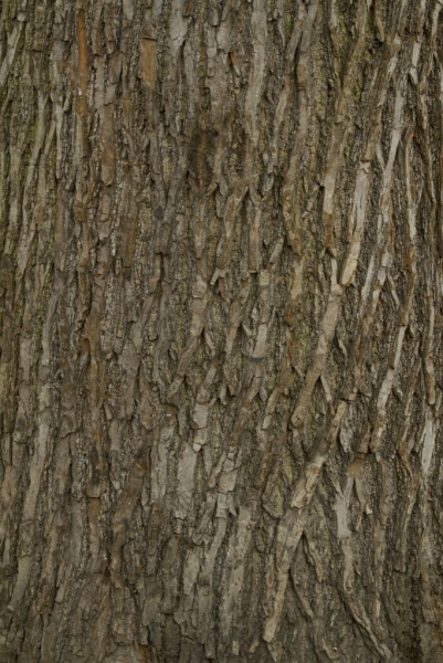 クリスマスツリー オンガイオ 3Dモデル .c4d .max .obj .3ds .fbx .stl .blend 