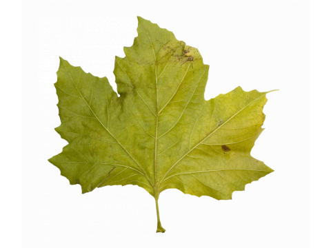 クリスマスツリー オンガイオ 3Dモデル