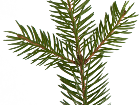 クリスマスツリー オンガイオ 3Dモデル