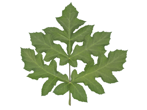 クリスマスツリー オンガイオ 3Dモデル