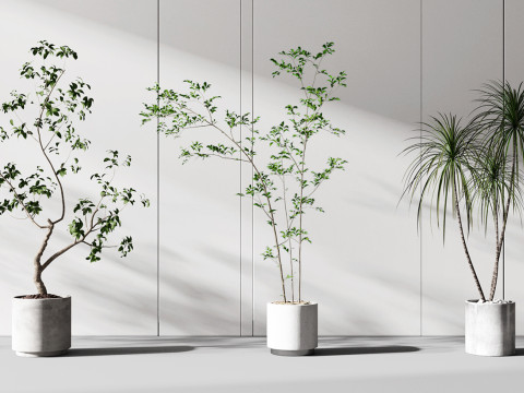 Kombinasi tanaman pot modern Model 3D