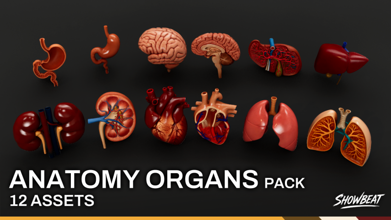 Human Anatomy Organs Pack 3D Model .c4d .max .obj .3ds .fbx .stl .blend 