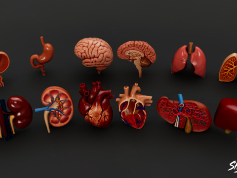 Human Anatomy Organs Pack 3D Model