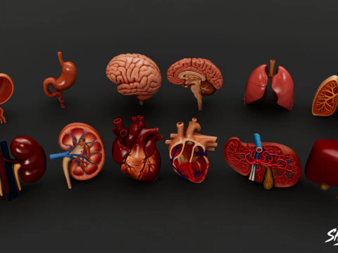 Human Anatomy Organs Pack 3D Model