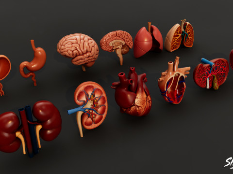 Human Anatomy Organs Pack 3D Model