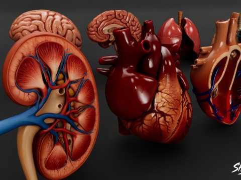 Human Anatomy Organs Pack 3D Model