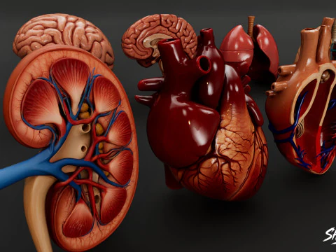 Human Anatomy Organs Pack 3D Model