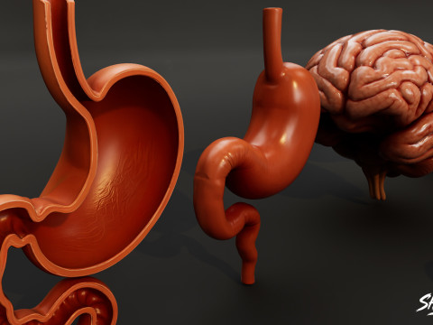 Human Anatomy Organs Pack 3D Model