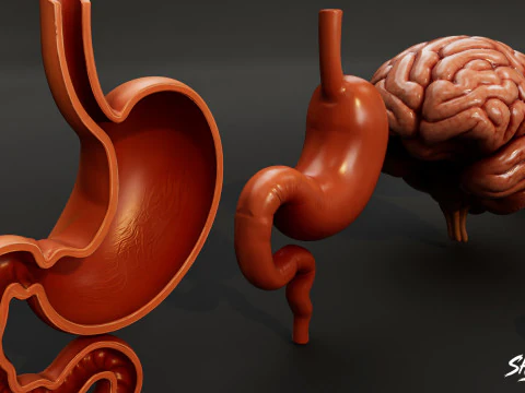Human Anatomy Organs Pack 3D Model