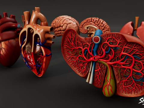 Human Anatomy Organs Pack 3D Model
