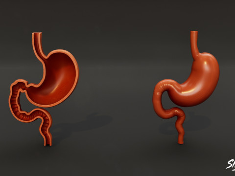 Human Anatomy Organs Pack 3D Model