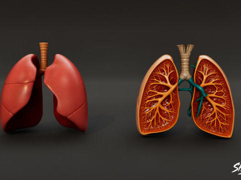 Human Anatomy Organs Pack 3D Model