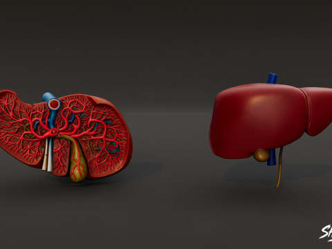 Human Anatomy Organs Pack 3D Model