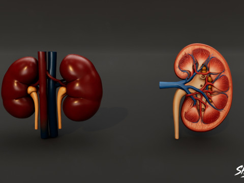 Human Anatomy Organs Pack 3D Model