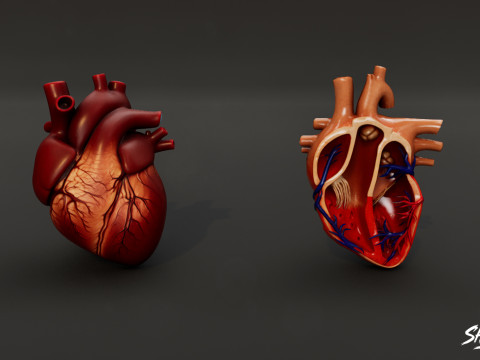 Human Anatomy Organs Pack 3D Model