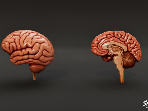 Human Anatomy Organs Pack 3D Model