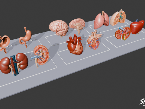 Human Anatomy Organs Pack 3D Model