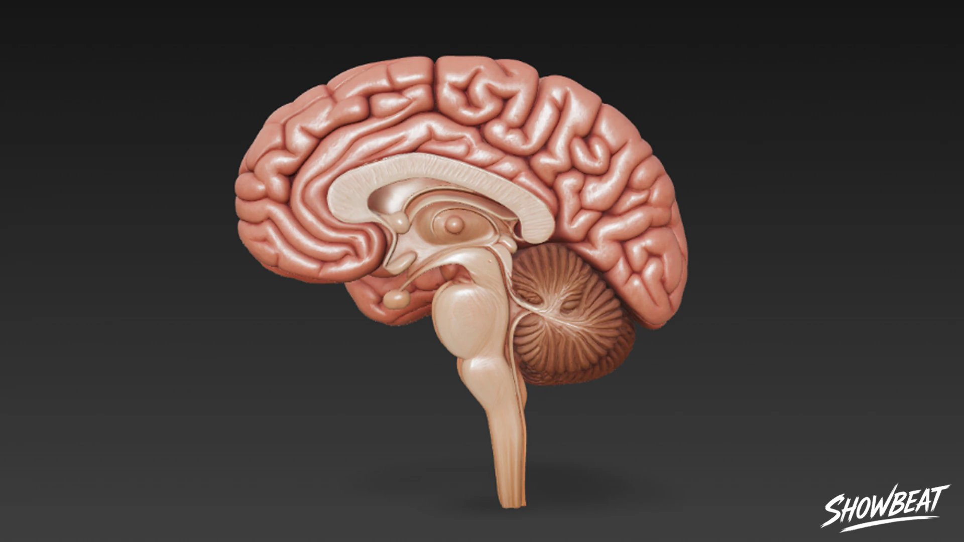 Brain Cross Section 3D Model .c4d .max .obj .3ds .fbx .stl .blend 