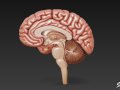 Brain Cross Section 3D Model