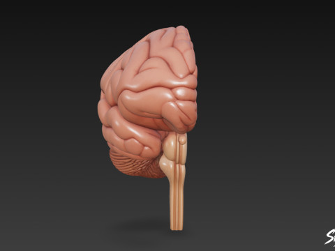 Seção Transversal do Cérebro Modelo 3D