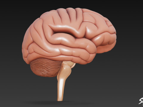 Seção Transversal do Cérebro Modelo 3D