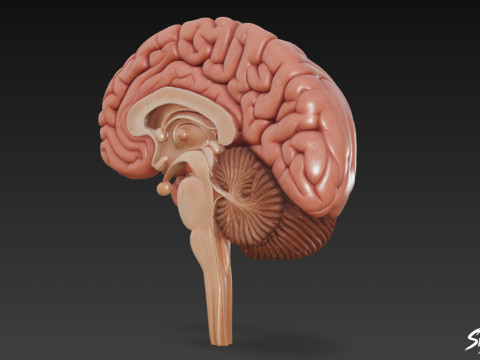 Seção Transversal do Cérebro Modelo 3D