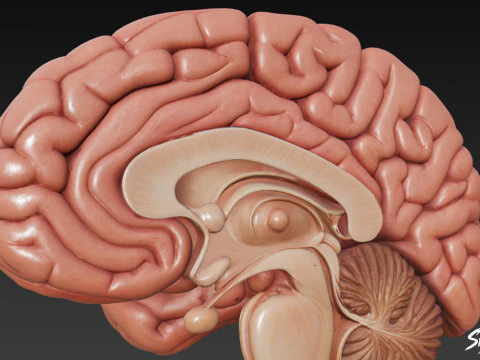 Brain Cross Section 3D Model