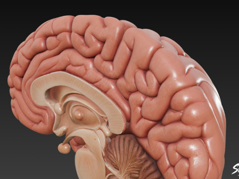 Seção Transversal do Cérebro Modelo 3D