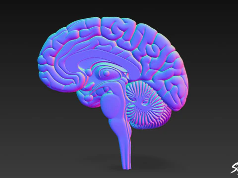 Brain Cross Section 3D Model