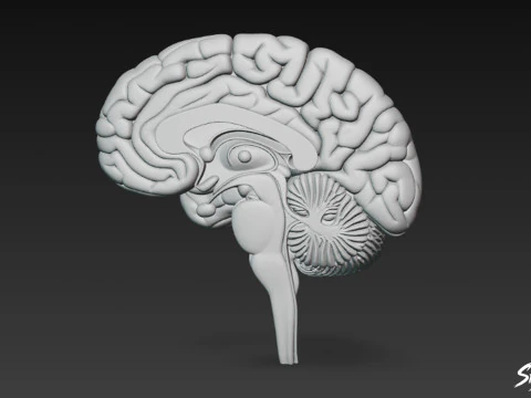 Brain Cross Section 3D Model