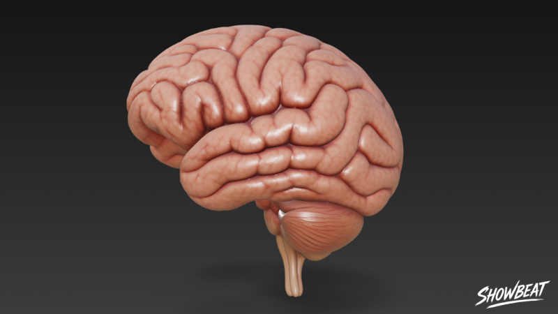 Cervello Modello 3D .c4d .max .obj .3ds .fbx .stl .blend 