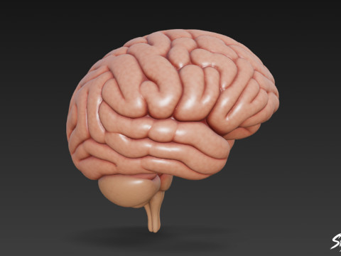 Cervello Modello 3D