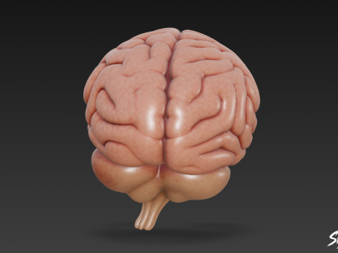 Cervello Modello 3D