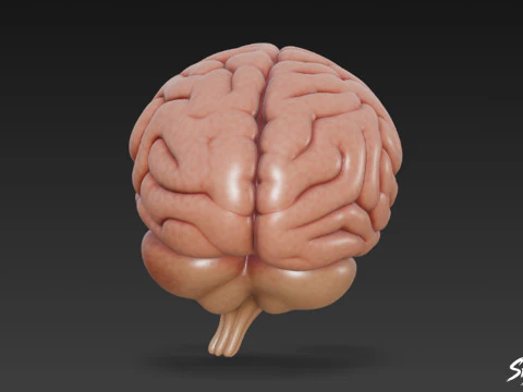 Brain 3D Model