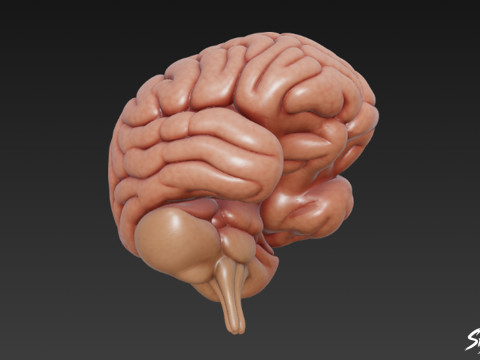 Cervello Modello 3D
