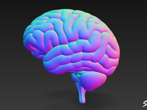 Cervello Modello 3D