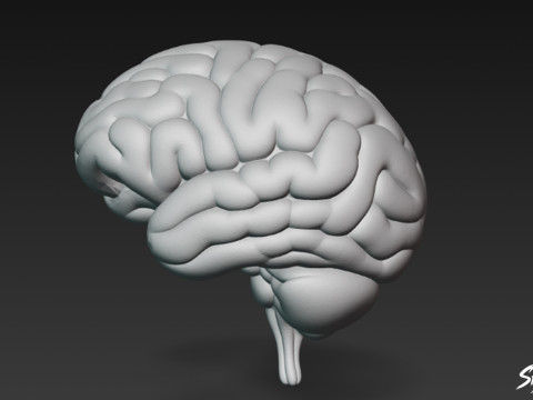 Cervello Modello 3D