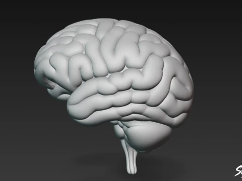Brain 3D Model
