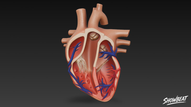 Kalp Kesiti 3D Model .c4d .max .obj .3ds .fbx .stl .blend