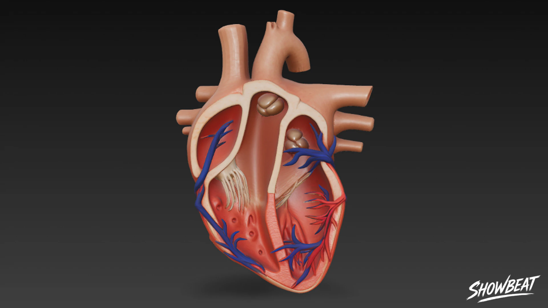 Heart Cross Section 3D Model .c4d .max .obj .3ds .fbx .stl .blend 