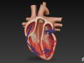 Heart Cross Section 3D Model