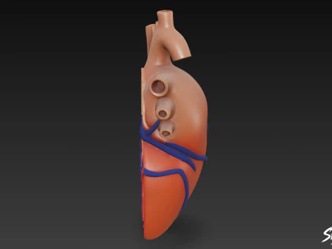 Heart Cross Section 3D Model