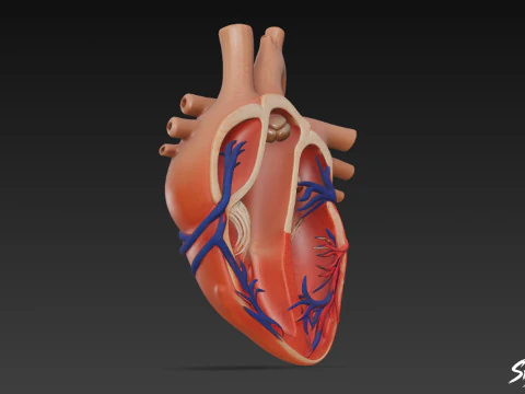 Heart Cross Section 3D Model