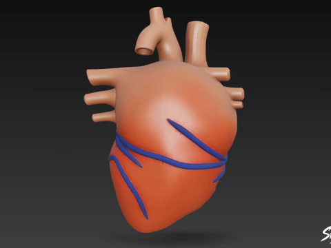 Heart Cross Section 3D Model