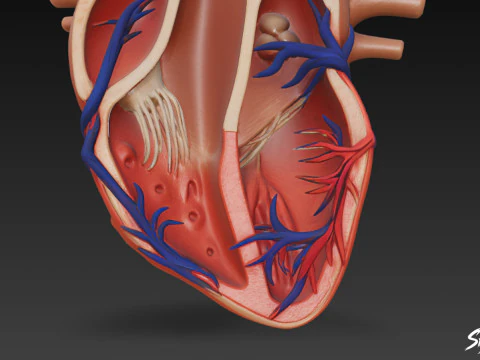 Heart Cross Section 3D Model