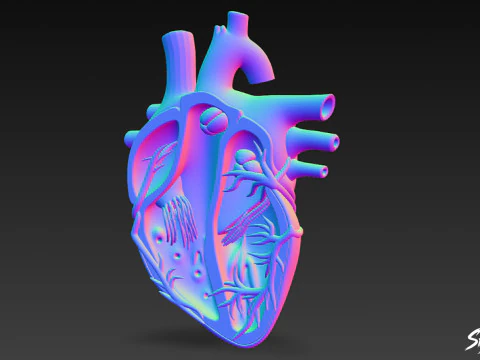 Heart Cross Section 3D Model