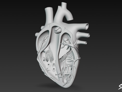 Kalp Kesiti 3D Model