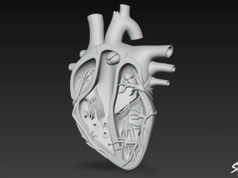 Heart Cross Section 3D Model