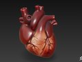 Heart 3D Model