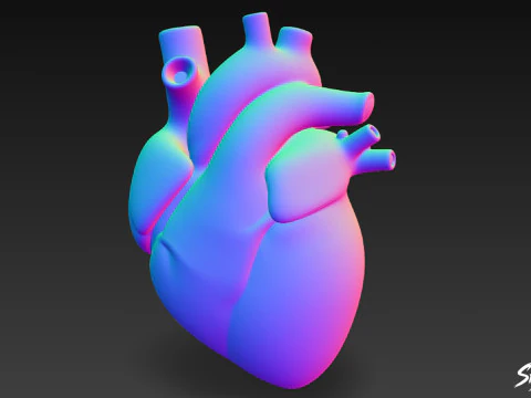 Heart 3D Model